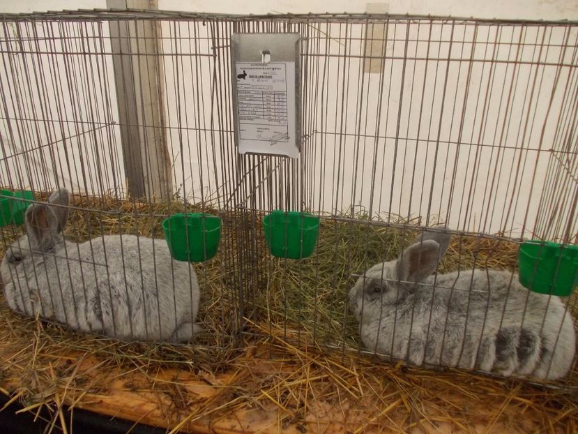 expozitie porumbei 081 - Expozitie de porumbei si animale mici 2017