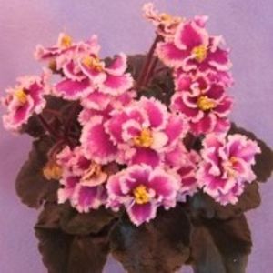 rob,s boodoggle - ACHIZITII