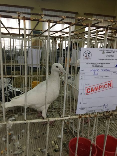 Eredei Ionut - Rezultate!!!