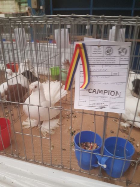  - Campion National Expozitia Nationala a Romaniei Baicoi 29 noiembrie - 03 decembrie 2017