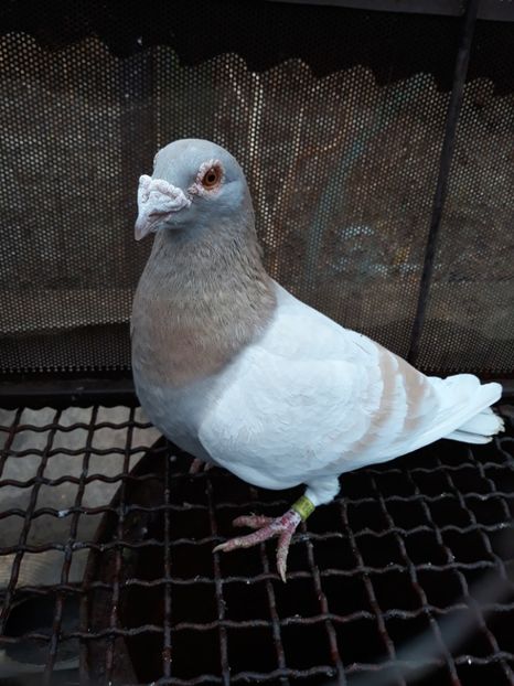  - 2- PORUMBEI VOIAJORI PE STIL VECHI