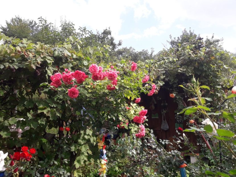  - ROSARIUM UETERSEN STANDARD