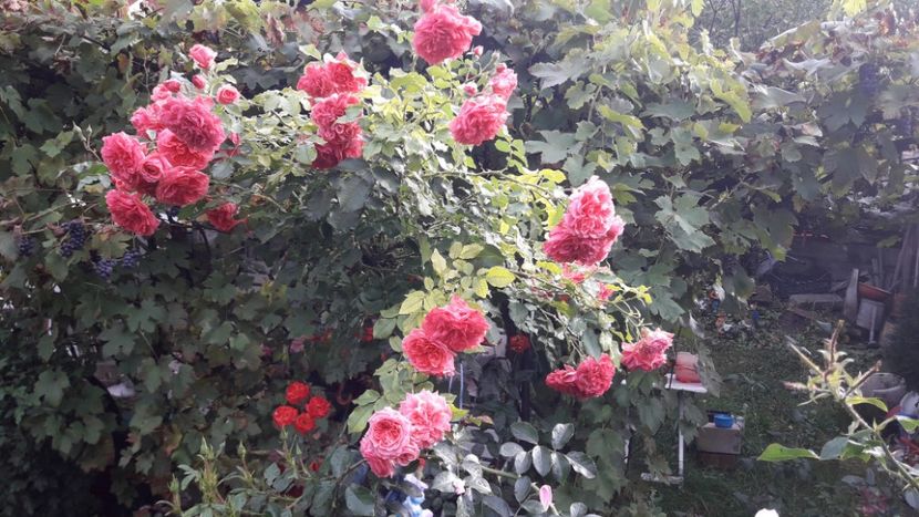  - ROSARIUM UETERSEN STANDARD