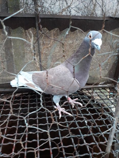  - 2- PORUMBEI VOIAJORI PE STIL VECHI