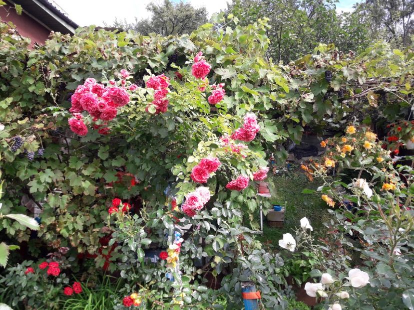  - ROSARIUM UETERSEN STANDARD
