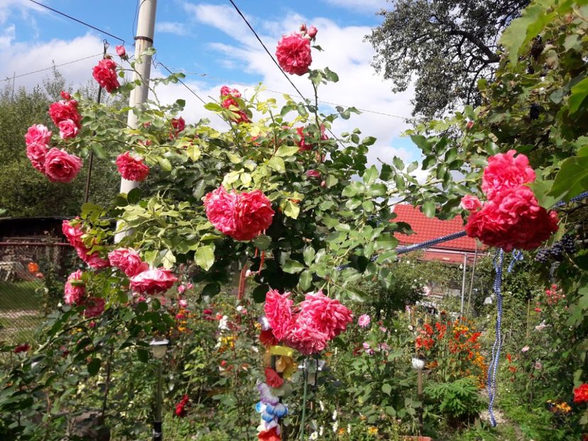  - ROSARIUM UETERSEN STANDARD