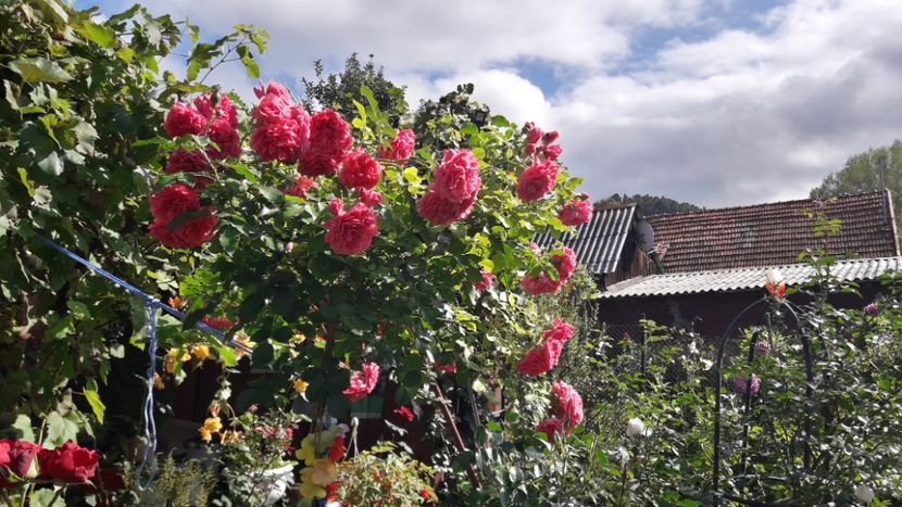 20170923_145822_Richtone(HDR) - ROSARIUM UETERSEN STANDARD