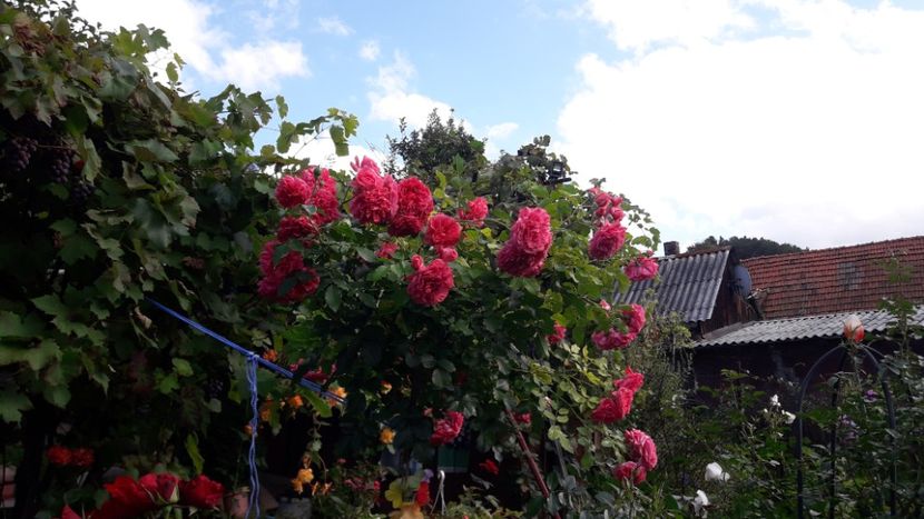  - ROSARIUM UETERSEN STANDARD