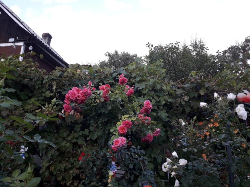  - ROSARIUM UETERSEN STANDARD