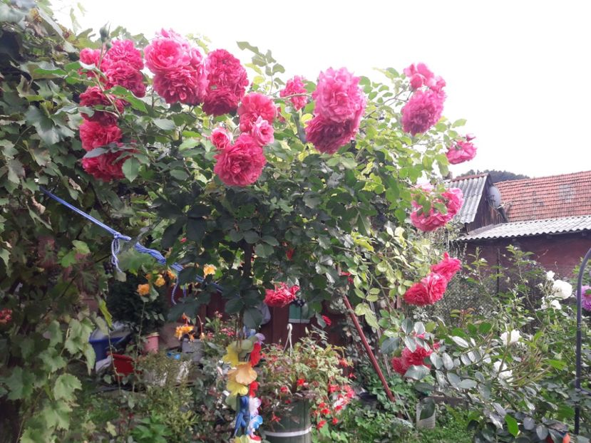  - ROSARIUM UETERSEN STANDARD