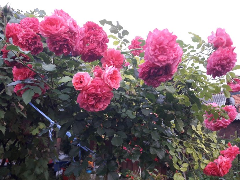 - ROSARIUM UETERSEN STANDARD
