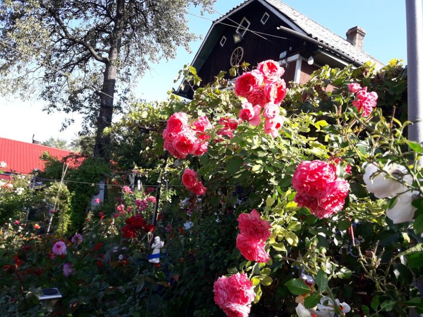  - ROSARIUM UETERSEN STANDARD