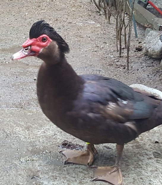 Warzenenten braun - 0001 rate lesesti matca 2018