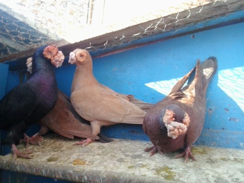 2016-11-26 13.10.26 - GENETICA