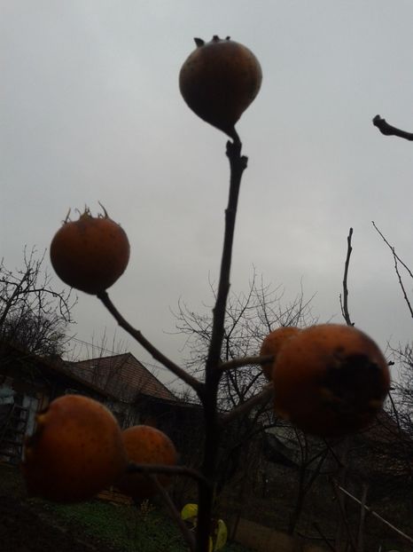 Fotografie0478 - 0 Mosmon de vanzare