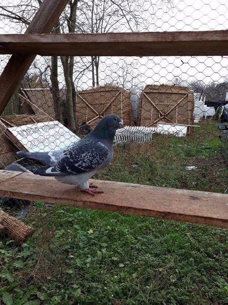 received_149145782511530 - Decembrie 2017