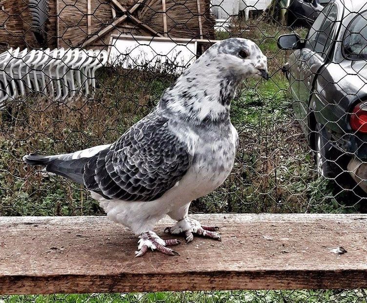 received_149145332511575 - Decembrie 2017