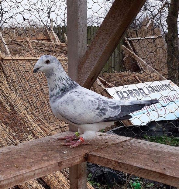 received_149145589178216 - Decembrie 2017