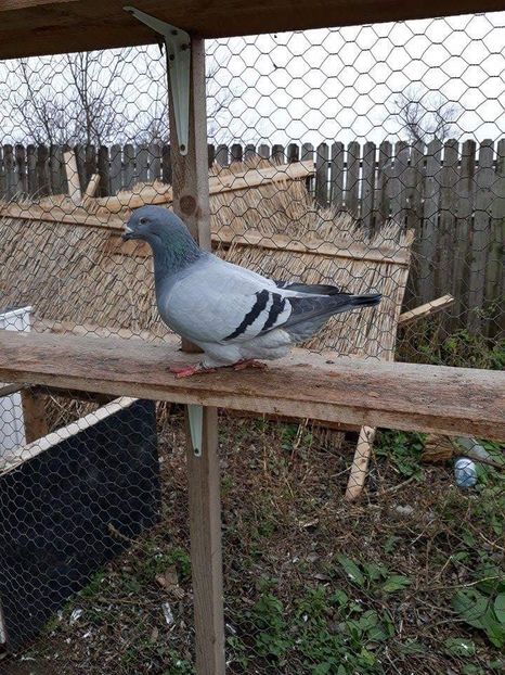 received_149146045844837 - Decembrie 2017