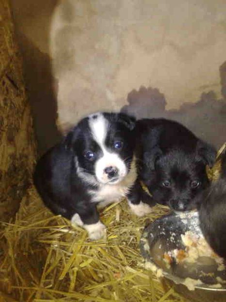  - Caini de sobolani-dihori-paza