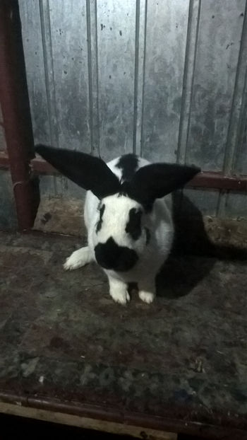  - DE VANZARE-Fluture German