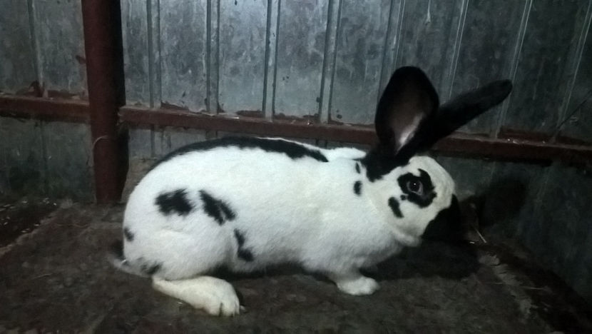  - DE VANZARE-Fluture German