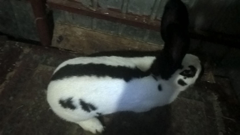  - DE VANZARE-Fluture German