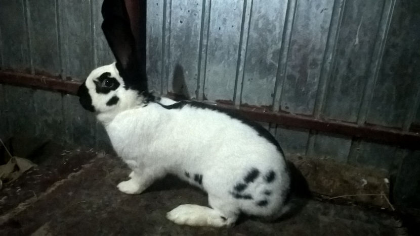  - DE VANZARE-Fluture German