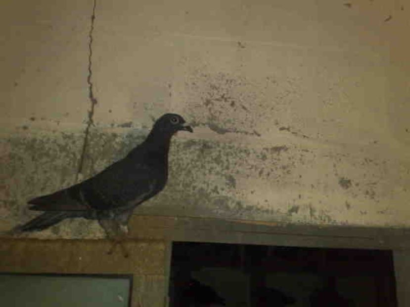 276-tardiv - X-Porumbei vinduti