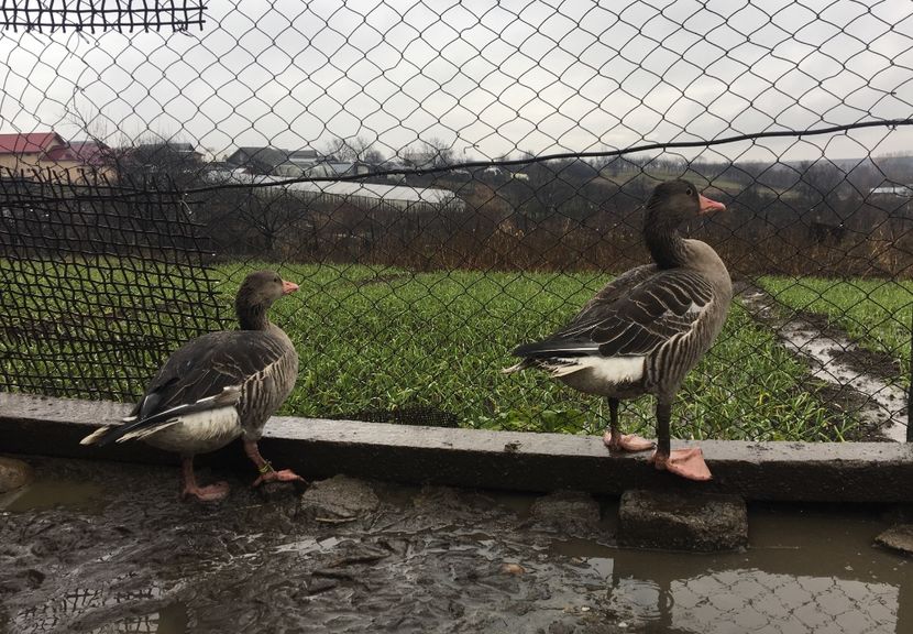  - Gâsca Sălbatică de Vară