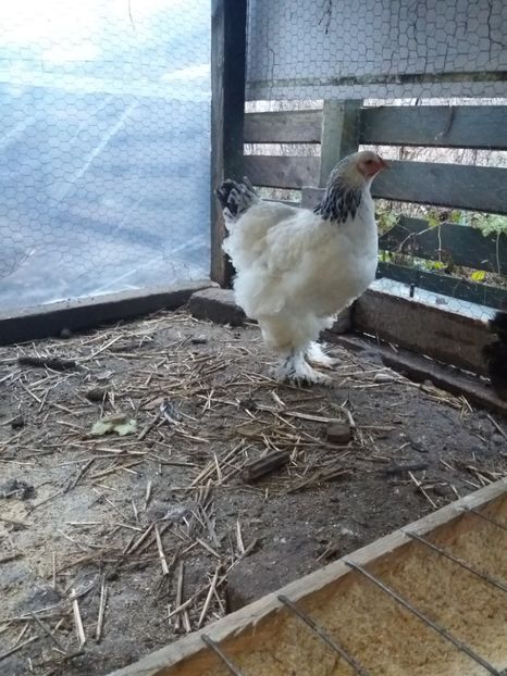  - Brahma Herminat Deschis