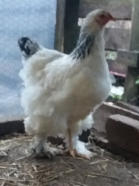  - Brahma Herminat Deschis