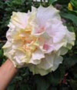 Hibi_Bride__s_Bouquet-rez - provizoriu