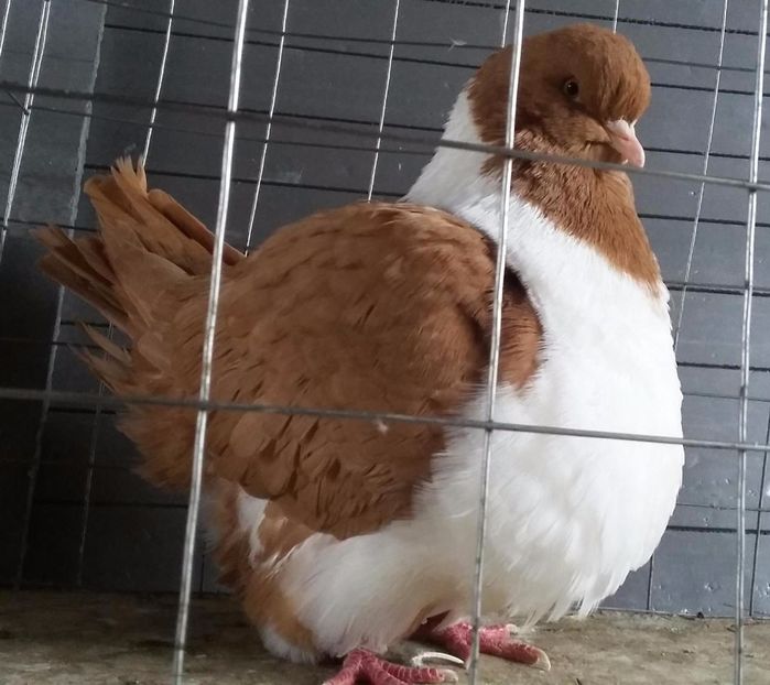 RO 606 2014 - strasseri galbeni