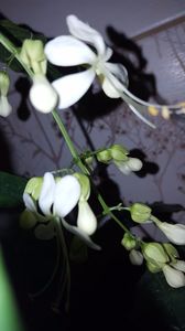  - noiembrie