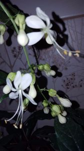 20171025_170454 (1) - noiembrie