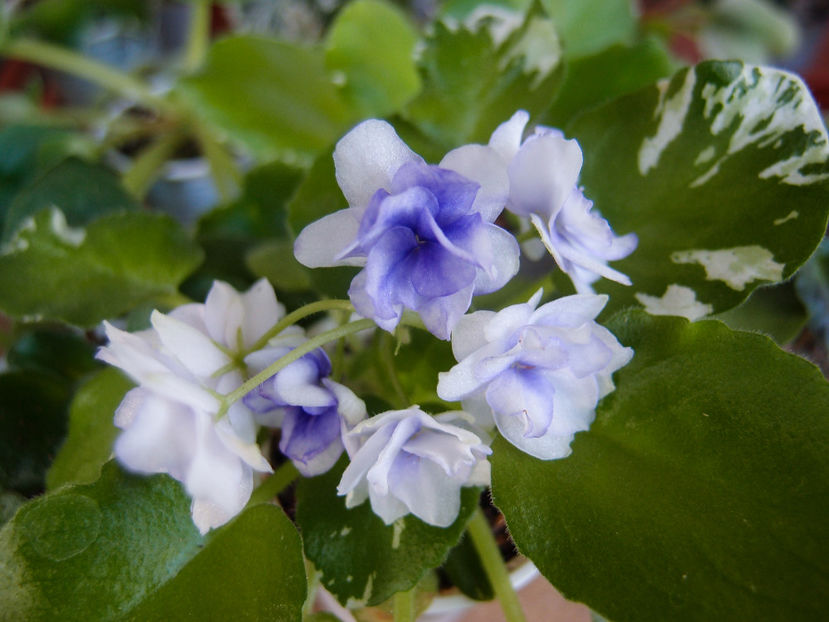 Pacific Pearl - a a Ghiceste varietatea