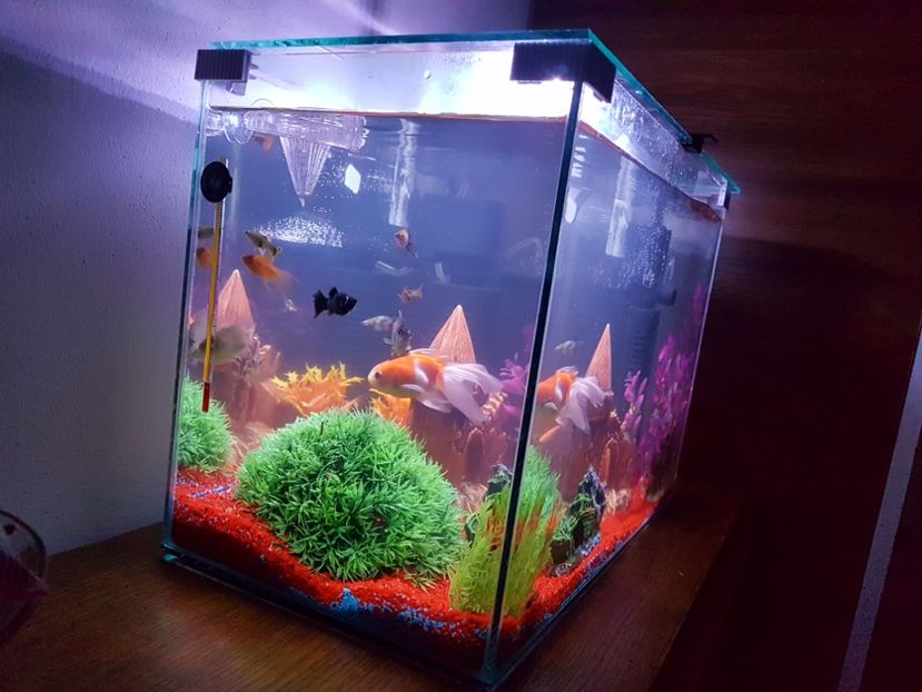  - acvariul meu