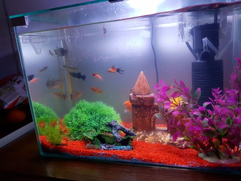  - acvariul meu
