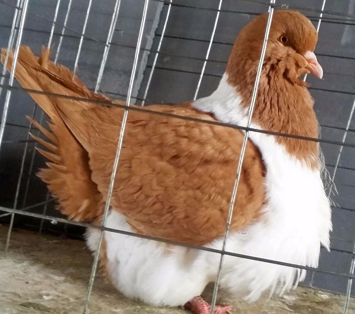 1-0 2017 - strasseri galbeni