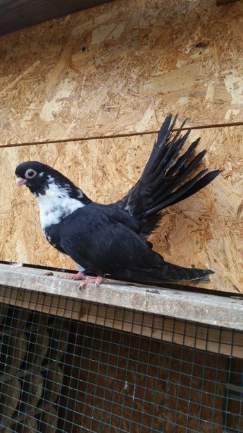  - Pui 2017 Negri Trenati de Bucuresti - negri turci