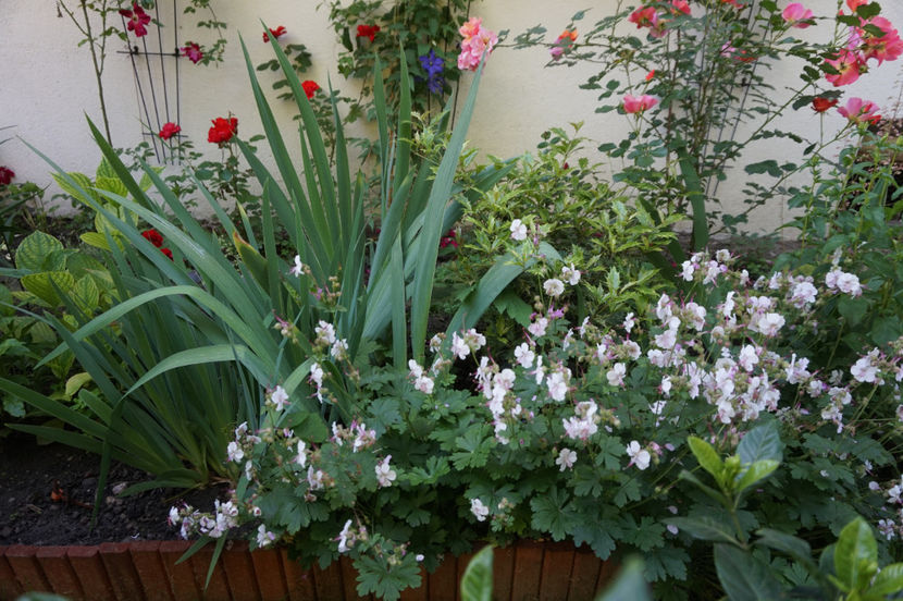  - Geranium si alte perene