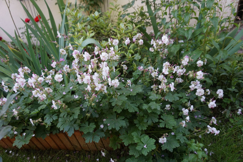  - Geranium si alte perene
