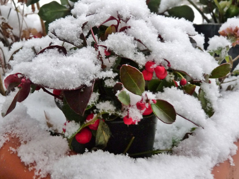 Gaultheria - 2017 - 04 - 2018 - 00 - Iarna