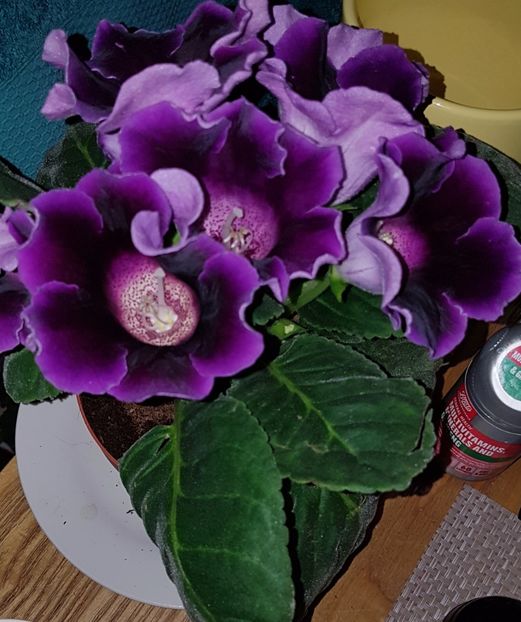  - Florile mele din Anglia