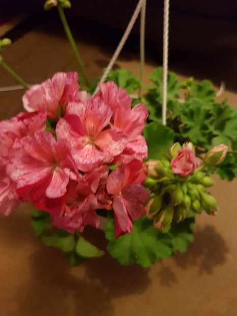  - Florile mele din Anglia