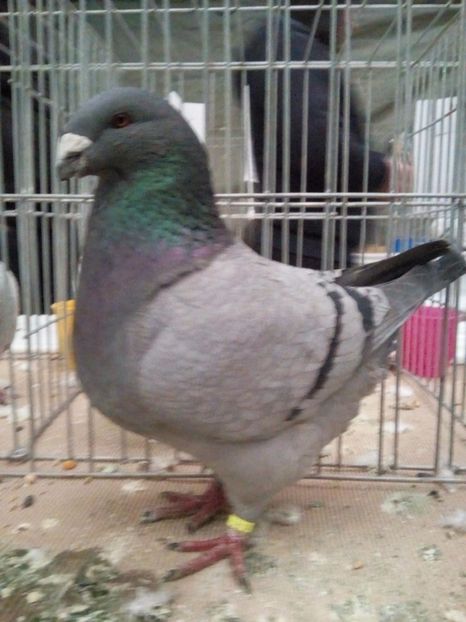  - Rezultate expo nat Baicoi 2017