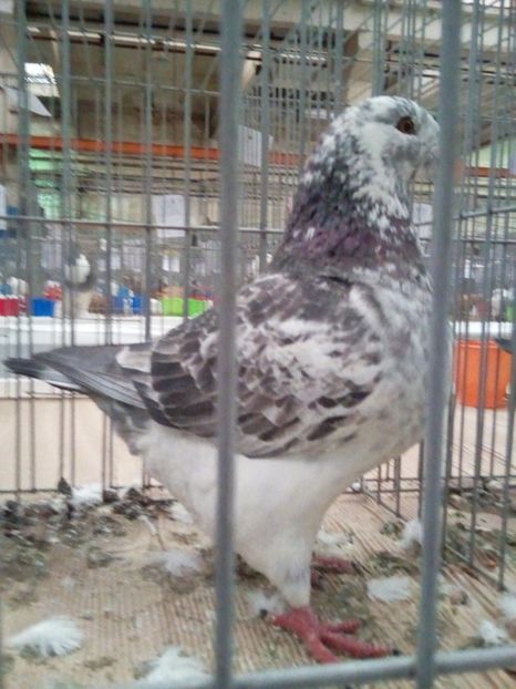  - Rezultate expo nat Baicoi 2017