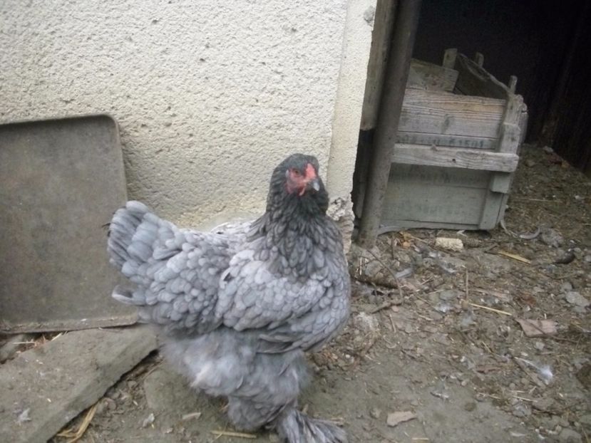  - 06-KEK BRAHMA - ALBASTRU