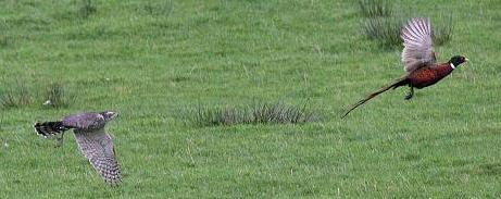 uliul porumbar- atac la fazan